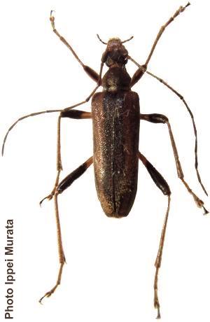 Pidonia (Pidonia) grallatrix