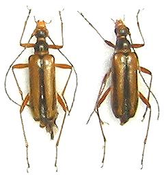 Pidonia (Pidonia) maculithorax