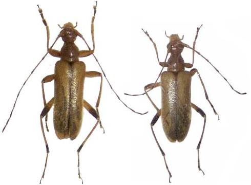 Pidonia (Mumon) aegrota