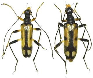 Pidonia (Pidonia) limbaticollis ohbayashii