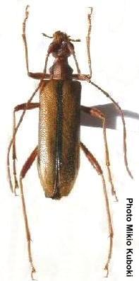 Pidonia (Pidonia) paradisacola