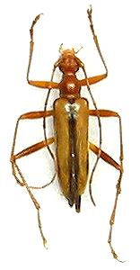 Pidonia (Pidonia) takechii