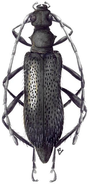 Trichosieversia europaea