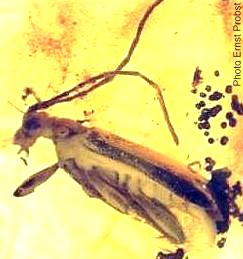 Trichosieversia europaea