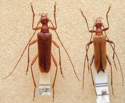 Pseudosieversia shikokuensis