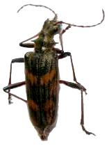 Rhagium (Hagrium) bifasciatum Rhagium (Hagrium) bifasciatum