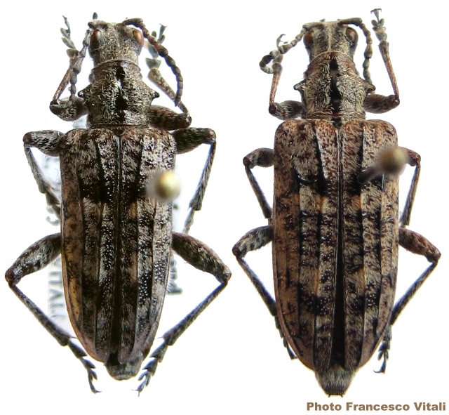 Rhagium (Rhagium) cariniventre