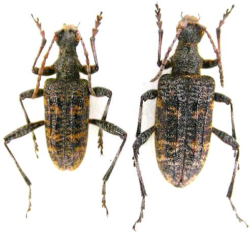 Rhagium (Rhagium) femorale