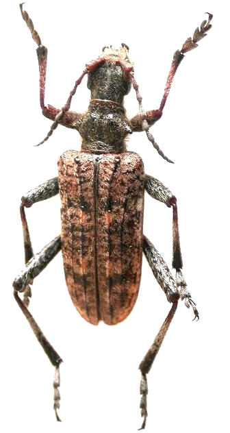 Rhagium (Rhagium) heyrovskyi