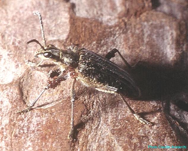 Rhagium (Rhagium) inquisitor Rhagium (Rhagium) inquisitor