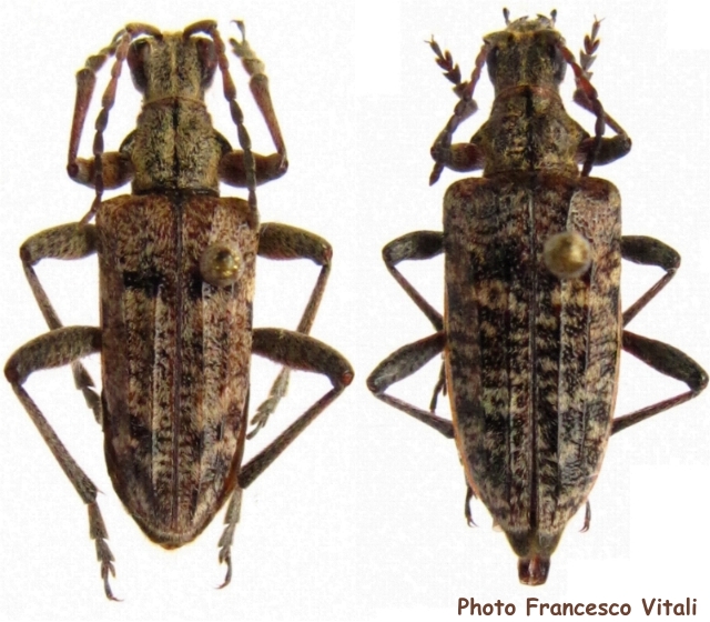 Rhagium (Rhagium) inquisitor Rhagium (Rhagium) inquisitor