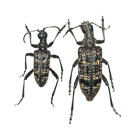 Rhagium (Rhagium) japonicum