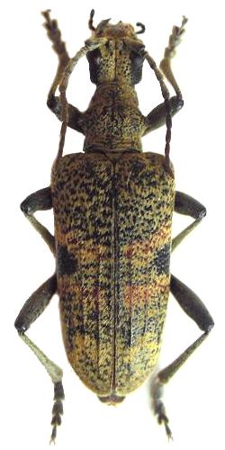 Rhagium (Megarhagium) mordax Rhagium (Megarhagium) mordax