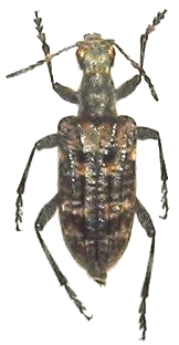 Rhagium (Rhagium) pseudojaponicum