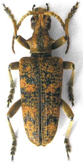 Rhagium (Megarhagium) sycophanta