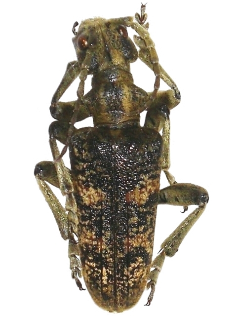 Rhagium (Megarhagium) sycophanta