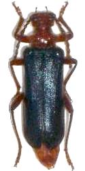 Rhamnusium bicolor Rhamnusium bicolor
