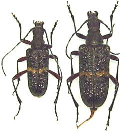 Sachalinobia koltzei