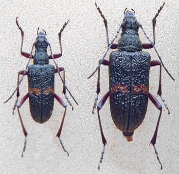 Sachalinobia koltzei