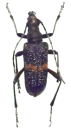 Sachalinobia koltzei