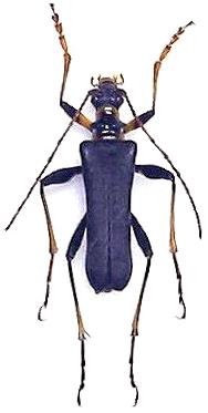 Japanocorus coeruleipennis