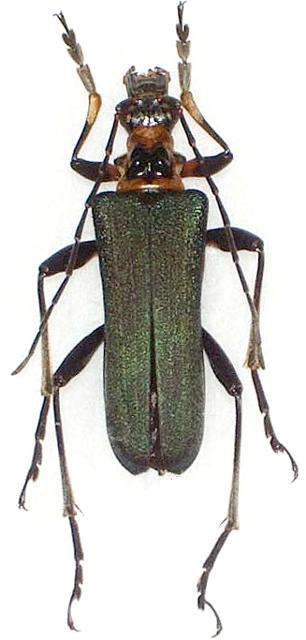 Japanocorus coeruleipennis