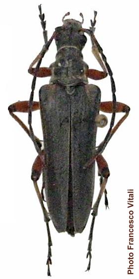 Stenocorus (Stenocorus) meridianus Stenocorus (Stenocorus) meridianus