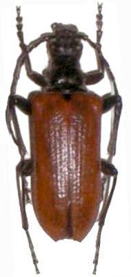 Stenocorus (Anisorus) quercus Stenocorus (Anisorus) quercus