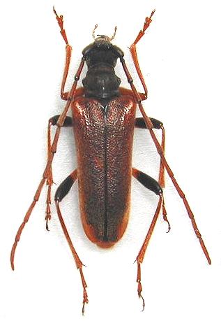 Toxotinus reinii