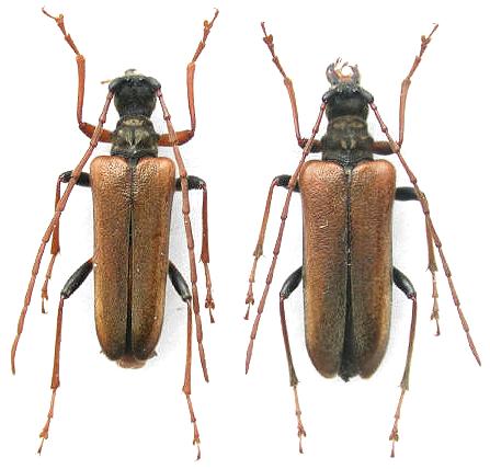 Toxotinus reinii