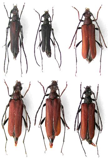 Xenophyrama purpureum