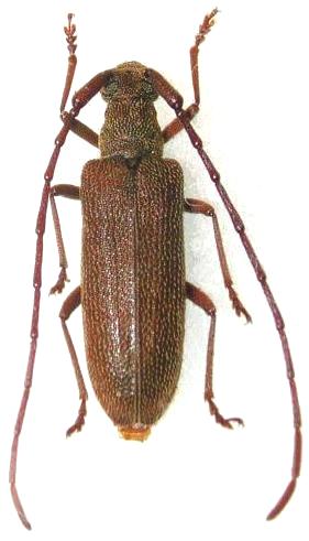 Caraphia lepturoides