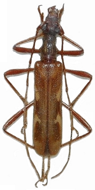 Leptorhabdium caucasicum