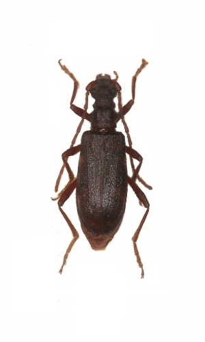 Xylosteus caucasicola