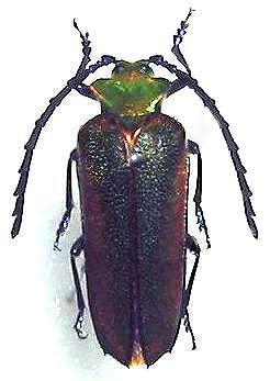 Cheloderus childreni