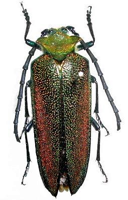 Cheloderus childreni