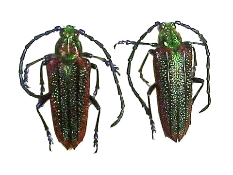 Oxypeltus quadrispinosus