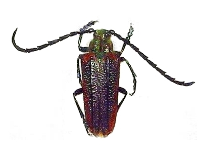 Oxypeltus quadrispinosus
