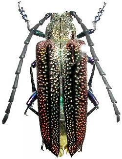 Oxypeltus quadrispinosus