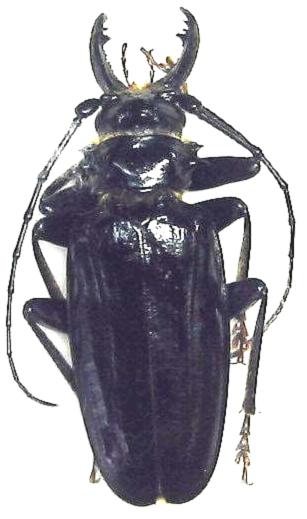 Anthracocentrus capensis