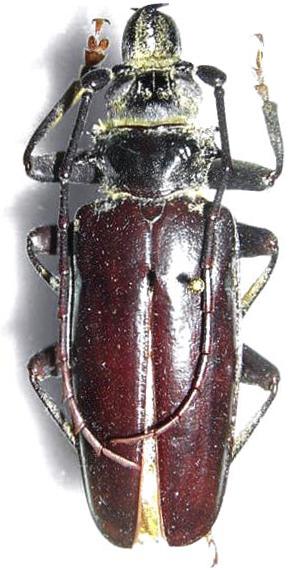 Anthracocentrus capensis