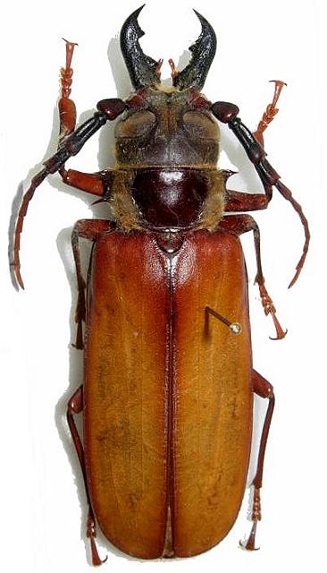 Bracheocentrus duvivieri