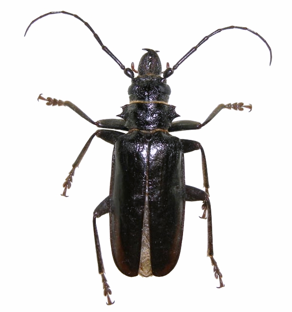 Anthracocentrus rugiceps 