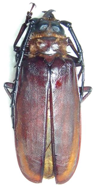 Ceratocentrus spinicornis