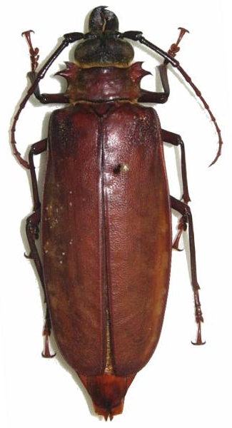 Ommatomenus megalops 