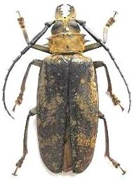 Tithoes maculatus maculatus