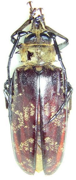 Tithoes maculatus yolofus