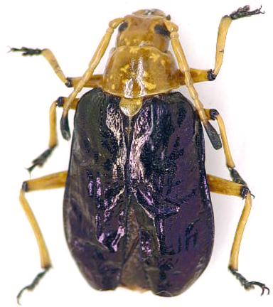 Casiphia inopinata