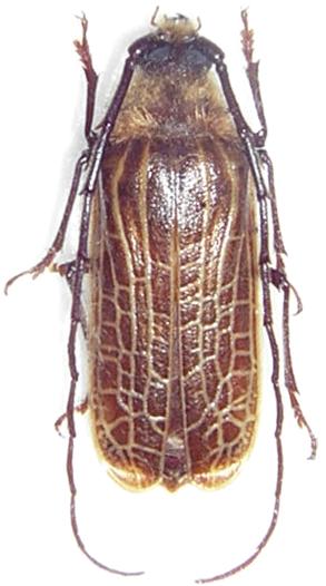Prionoplus reticularis