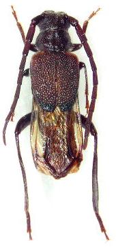 Psephactus remiger remiger